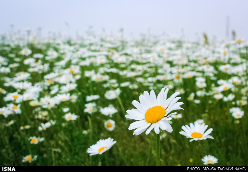 عکس دشت گلهای بابونه پایگاه اطلاع رسانی رجا