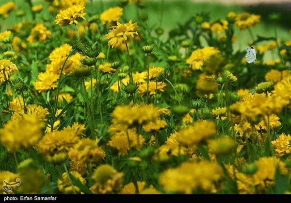 عکس/ طبیعت بهاری شیراز