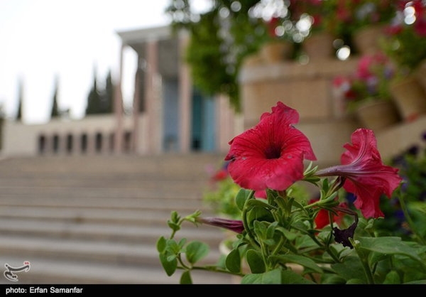 عکس/ طبیعت بهاری شیراز