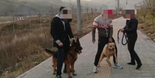 سگ گردانی در معابر عمومی باز هم دردسر ساز شد/ حمله یک سگباز با چاقو به دانشجوی جوان منجر به آسیب دیدن ریه دانشجو شد/ حال فرد مضروب چندان مساعد نیست انتظاری که از مسئولین مربوطه میرود این است که با این سگگردانی های آزادانه در فضاهای عمومی همچون پارکها برخورد جدی کنند. خصوصاً در این ایام که مردم پس از افطار برای شب نشینی به پارک ها و بوستان ها مراجعه میکنند.