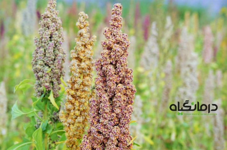 کینوا و خواص آنرا بشناسید + خرید اینترنتی در ایران کینوا گیاهی است که به دلیل دارا بودن ارزش تغذیه ای بسیار بالا و نداشتن گلوتن، در رژیم های لاغری، درمان سلیاک و ... بسیار مورد توجه قرار گرفته است.