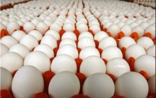  رئیس هئیت مدیره اتحادیه مرغداران میهن گفت: تشکل و اتحادیه‌های تولیدی نرخ ۴۸ هزار تومان را برای خرید هر کیلو تخم مرغ پیشنهاد دادند.