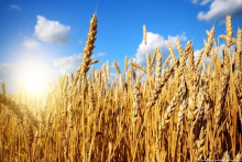  وزارت جهاد کشاورزی از آغاز فصل خرید گندم تاکنون حدود یک میلیون و ۴۱۱ هزار محموله گندم به ارزش ۷۶۰ هزار و ۱۲۵ میلیارد ریال را از کشاورزان خریداری کرده است.