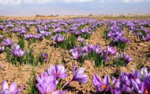 پژوهشگران در یک مطالعه با بررسی عصاره‌های زعفران گناباد، نجف‌آباد اصفهان، سروآباد، قائن و کوهدشت لرستان، تاثیر ضد سرطانی آنها را بر دو نوع سلول سرطان پستان بررسی کردند.
