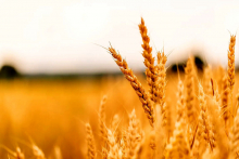 مدیرعامل شرکت بازرگانی دولتی ایران گفت: خرید ۱۰ میلیون و ۳۰۰ هزار تُن گندم از کشاورزان، مصداق بارز حمایت از تولید داخل است.


