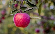 یک متخصص تغذیه، سیب درختی را منبع غنی پکتین عنوان کرد و گفت: خوردن سیب درختی باعث تسهیل دفع سرب از بدن می شود.
