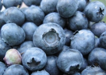 گروه طنز رجانیوز: