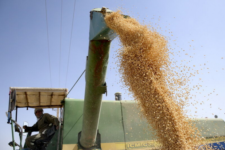 سازمان غذا و کشاورزی ملل متحد (فائو) با اشاره به رشد ۲۵ درصدی تولید گندم و رشد ۲۰ درصدی تولید برنج ایران در سال زراعی ۱۴۰۱ کل تولید غلات ایران در این سال را ۲۰٫۸ میلیون تن اعلام کرد.