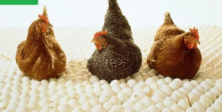 به علت افزایش قیمت تخم‌مرغ در نیوزیلند، مردم این کشور برای تامین تخم مرغ به خرید جوجه مرغ روی آورده‌اند.