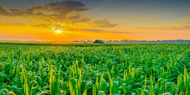 پیش از انقلاب اسلامی، ایران وارد‌کننده پنیر، کره حیوانی و شیرخشک صنعتی بود‌، اما امروز نه تنها واردکننده محصولات لبنی نیستیم بلکه ایران صادر‌کننده انواع محصولات لبنی به ۵۰ کشور دنیا است و آورده ارزی صادرات لبنیات برای کشور سالانه ۷۰۰ میلیون دلار است.

