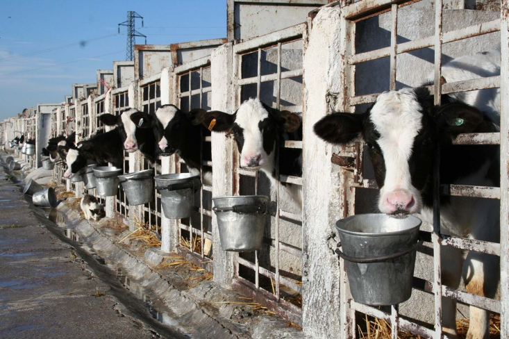 رییس سازمان جهادکشاورزی استان سمنان در حاشیه بازدید محمدعلی نیکبخت وزیر جهاد کشاورزی از طرح قطب دامپروری کشور در مهدی‌شهر گفت: تکمیل این طرح به ۷۲۳ میلیارد ریال اعتبار نیاز دارد.

