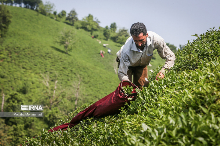 رئیس سازمان چای کشور از تاخیر در برداشت برگ سبز چای به دلیل بارندگی‌ها و سردشدن هوا و افزایش ۳۰ درصدی قیمت خرید هر کیلوگرم برگ سبز چای نسبت به سال گذشته خبر داد و گفت: تولید برگ سبز چای امسال همانند سال گذشته حدود ۱۴۵ هزار تن برآورد می‌شود.

