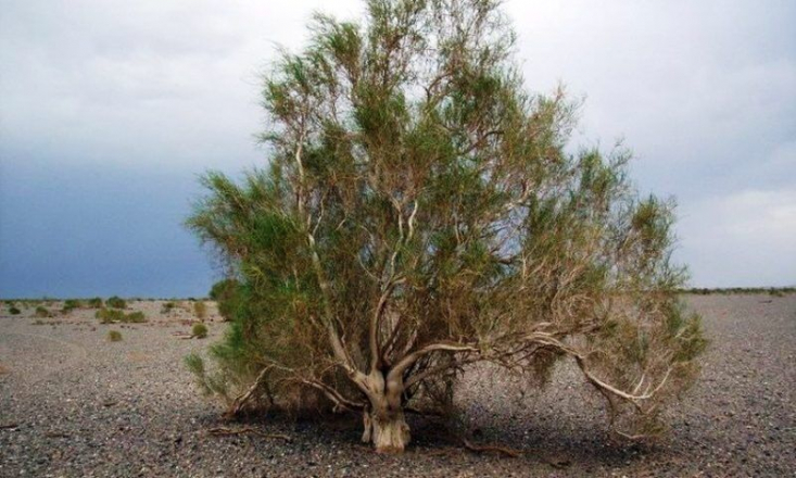 تاغزارهای بیدفاع در برابر سودجویان و قوانینی که بازدارنده نیست تاغزارهای استوار بلاکشهای مهجوری در دل بیابان، ناجی خاک و سد راه ریزگردها در ورود به سکونتگاههای انسانی در نقاط شهری و روستایی هستند و سودجویان بدون هراس از قوانینی که ضعف در بازدارندگی دارند، تیشه بر ریشهشان میزنند و کویر را از نعمت این گیاه سازگار با شرایط کمآبی محروم میکنند.