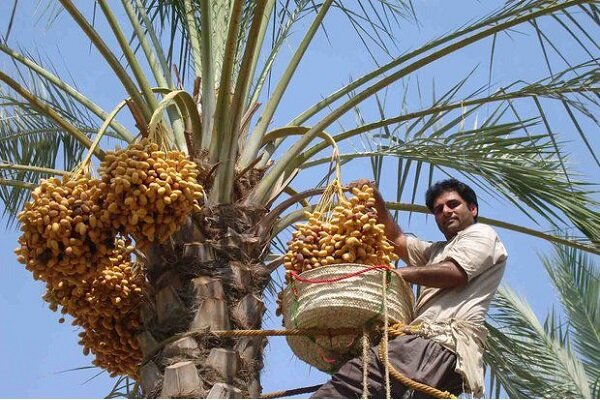 «جشن خرما» نشاط اجتماعی را به شهرستان بم میآورد فرماندار شهرستان بم گفت: رویداد فرهنگی و اقتصادی «جشن خرما» با هدف افزایش نشاط اجتماعی و معرفی ظرفیتهای منطقه، طی روزهای ۲۳ الی ۲۹ شهریور ماه در منطقه ویژه اقتصادی بم برگزار می شود.