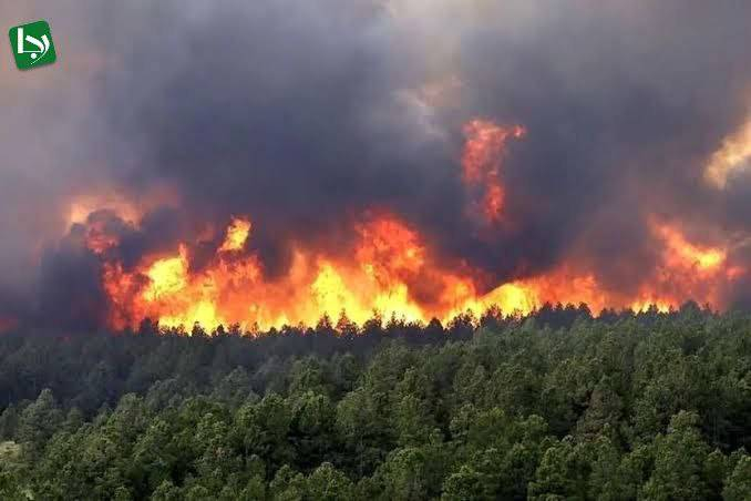 جنگلی که از عصر دایناسورها تاکنون جان سالم برده بود، امروز زیر شعله‌هایی می‌سوزد که باید جدی‌تر گرفته می‌شد.