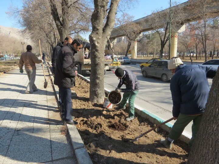 رحمتی‌زاده ادامه داد: محل حفر چالکود باید با فاصله مناسب از تنه درخت، در یک‌سوم انتهایی سایه‌انداز و در مسیر حرکت آب باشد تا ریشه‌ها به سمت مواد غذایی هدایت شده و رشد و گسترش مطلوب‌تری داشته باشند.
